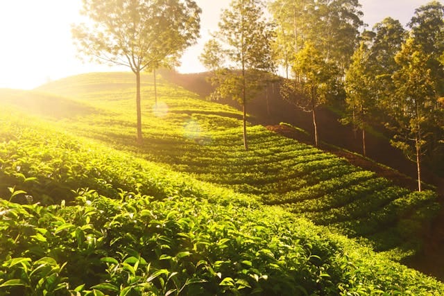Munnar Tour Package from Coimbatore