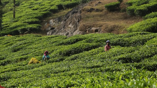 Wayanad Tour Package from Coimbatore